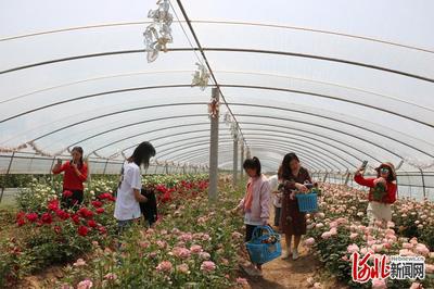 河北广宗:小玫瑰开出脱贫“致富花”