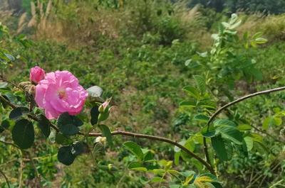 梁河县农业技术推广中心查看玫瑰花生产情况