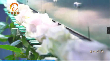 |福地弥勒|推动花卉产业园区建设 发展花卉产业特色旅游